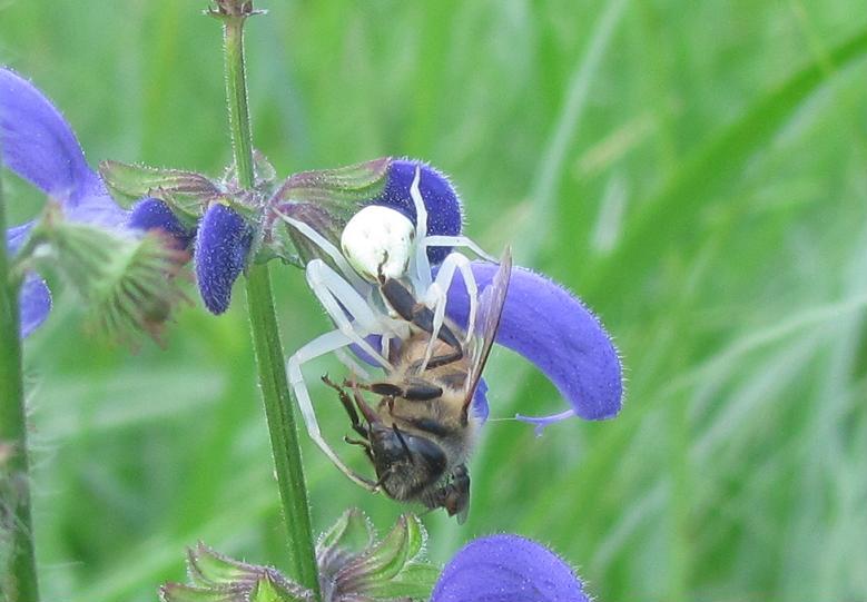 Misumena vatia - Sostegno (BI)